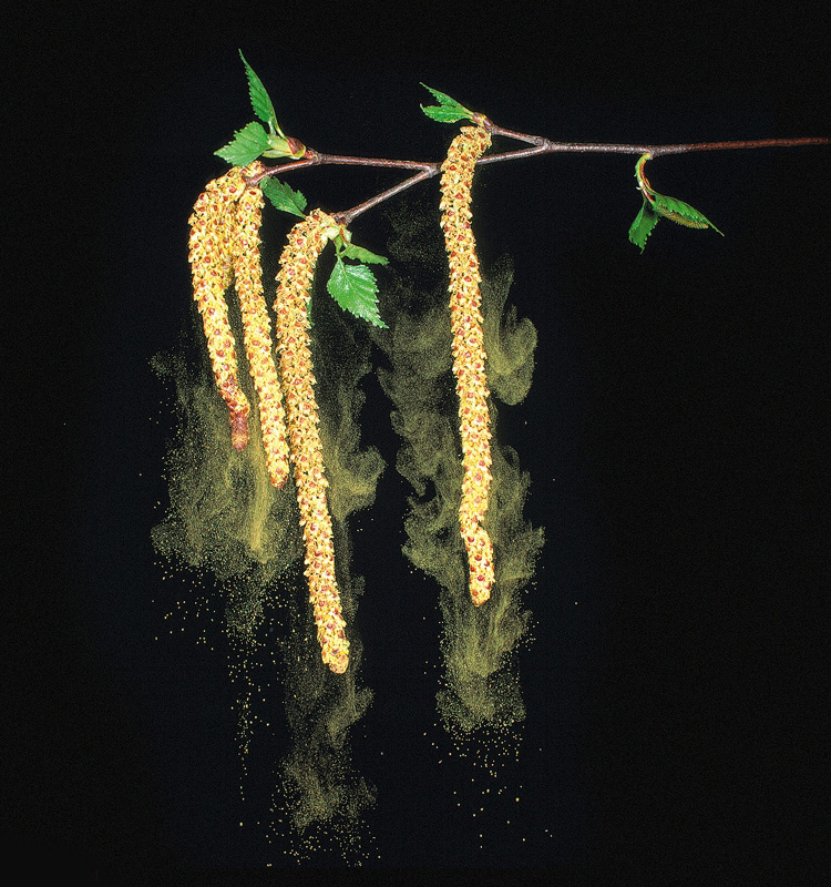 Birch pollen emission